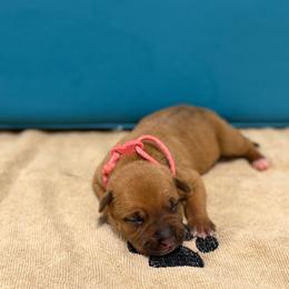 Pink Collar Female - Red female American Pit Bull Terrier puppy in Pensacola, Florida from Alpha Alliance Kennels