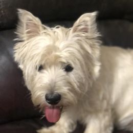 West Highland White Terriers from Gallahad Kennel