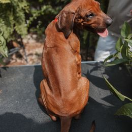 Rhodesian Ridgeback Puppies from African Legends Rhodesian Ridgebacks