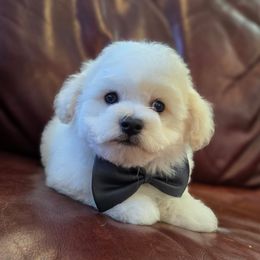 Boy 3 - White male Bichon Frise puppy in Lake Elsinore, California from Amber's Bichon Frise and Poodles