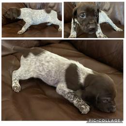 Boy 4 - Liver roan male German Shorthaired Pointer puppy in Cleveland, Georgia from C&M Kennel