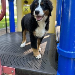 Bernese Mountain Dog Puppies from Baby Berners
