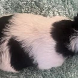 Miniature Schnauzers from Rocking J Pups