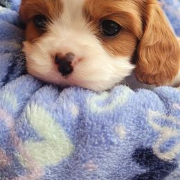 Boy 1 - Blenheim male Cavalier King Charles Spaniel puppy in Castorland, New York from Faithful Friends Cavaliers