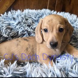 CHIP 3200 - Cream male Dachshund puppy in Gatesville, Texas from CJ's Dach Dynasty