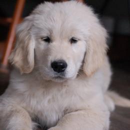 Golden Retrievers from Greybull River Goldens
