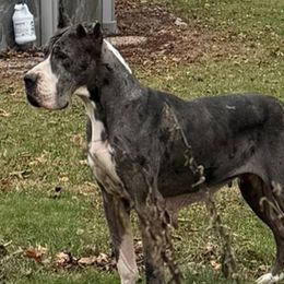 Great Danes from Rough Diamond Danes