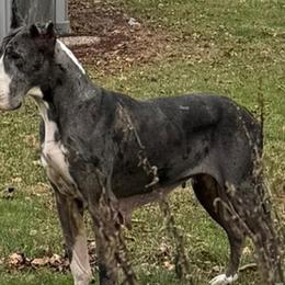 Great Danes from Rough Diamond Danes