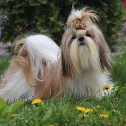 Aimee - Shih Tzu