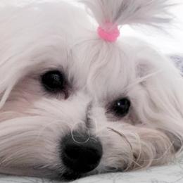 Havanese from Havanese Havaton Pups