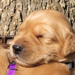 Chrissy - Golden Retriever puppy from Copperhead Creek Goldens