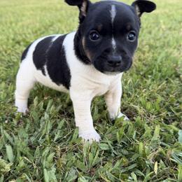 Girl 4 - Black tan and white female Rat Terrier puppy in Bee Branch, Arkansas from Rust Creek