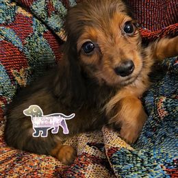 Dachshund Puppies from Samantha Spanton