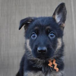 Orange Girl - Black and tan female German Shepherd puppy in Grants Pass, Oregon from Granville German Shepherds