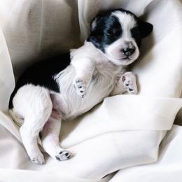 Bordreaux - Parti male Schnoodle puppy in Grove, Oklahoma from Grand Lake Poodles & Doodles