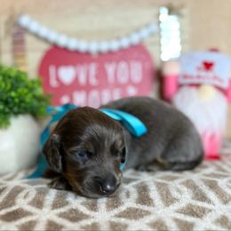 Boy 3 - Blue and cream male Dachshund puppy in Winter Haven, Florida from Davidson's Dachshunds