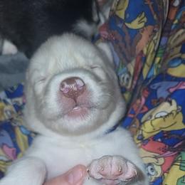 Ghost - White male Siberian Husky puppy in Swansea, Illinois from Husky B's