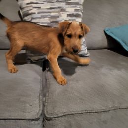 Maddie - Red female Irish Terrier puppy in Splendora, Texas from Cloverdell Irish