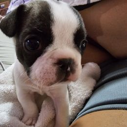 French Bulldog Puppies from Frenchies From The Hartt