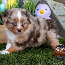 Sedona - Red merle female Toy Australian Shepherd puppy in Granbury, Texas from Best Little Aussies