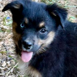 Marvel - Black tri male Miniature Australian Shepherd puppy in Patterson, North Carolina from DreamLine Aussies