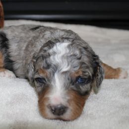 Clara - Blue merle female Bernedoodle puppy in North Ogden, Utah from Flying S Mini Dachshunds