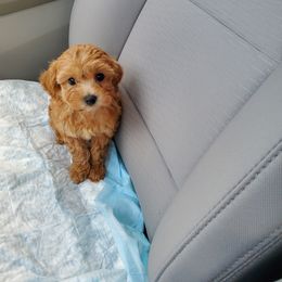 Aussiedoodle, Bernedoodle, Goldendoodle, and Poodle Puppies from Loula's Poodles and Doodles