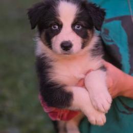 Girl 3 - Black tri-color female Australian Shepherd puppy in Keyser, West Virginia from Heartfelt Hollow Farm