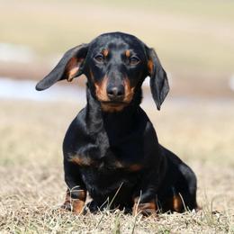 Buddy - Black and tan male Dachshund puppy in Red Bud, Illinois from Midwest Miniature Dachshunds