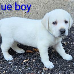 Stewert - Yellow male Labrador Retriever puppy in Middleburg, Pennsylvania from Countrylanes labs