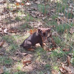 Nymeria - Chocolate and tan female Miniature Pinscher puppy in Grove, Oklahoma from K&J's Min Pins Of Grand Lake