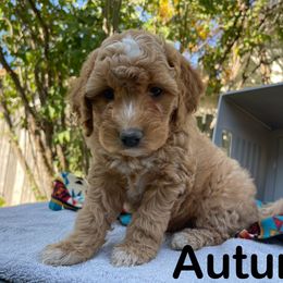 Aussiedoodle, Bernedoodle, Bernese Mountain Dog, and Sheepadoodle Puppies from Draper Mountain Doodles