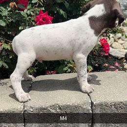 German Shorthaired Pointer Puppies from Mcshorthairs