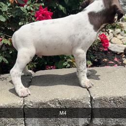 German Shorthaired Pointer Puppies from Mcshorthairs