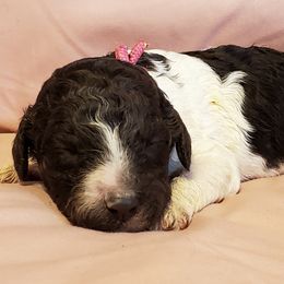 Australian Labradoodle and Poodle Puppies from Oodles of Doodles and some Poodles
