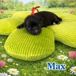 Max - Red male Shih Tzu puppy in Connersville, Indiana from Royal Blossom Shihtzus
