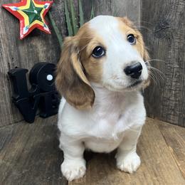 Pretzel - Piebald male Dachshund puppy in Redding, California from CountrySide Wieners