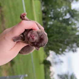 Sandy - Chocolate and tan female Pomeranian puppy in Perry County, Ohio from Speechless Pom’s