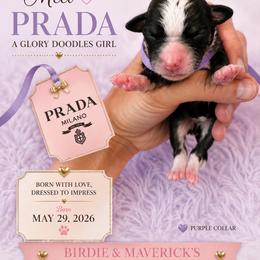 Prada - Tri-color female Bernedoodle puppy in Rockwall, Texas from Glory Doodles