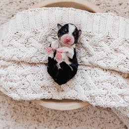 Vera - Black and white female Bernedoodle puppy in Cold Spring, Minnesota from A.N.A. Doodles