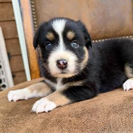 Lindy - Black & white female Australian Shepherd puppy in Statesville, North Carolina from Charming Australian Shepherds