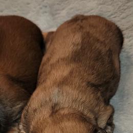 Dachshund Puppies from CLARK'S BREEDING PROGRAM