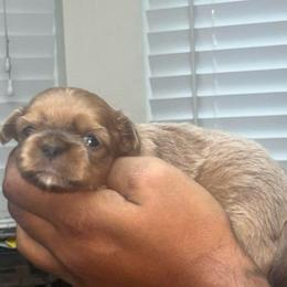 Lilac - Lilac male Shih Tzu puppy in Citrus Heights, California from The Lion dog Shih Tzu