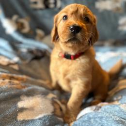 Abigail - Dark golden female Golden Retriever puppy in Sandy, Oregon from Treasured K-9s