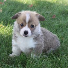 Almond - Sable male Pembroke Welsh Corgi puppy in Greentop, Missouri from Sevits Corgis & Golden Retrievers