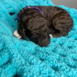 Purple - Chocolate female Labradoodle puppy in Ellenwood, Georgia from Four Paws Down