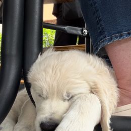 Golden Retriever Puppies from Sanctuary Ranch Goldens