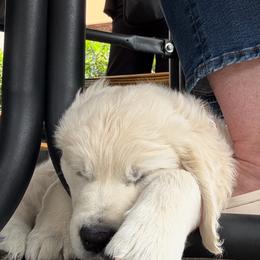 Golden Retriever Puppies from Sanctuary Ranch Goldens