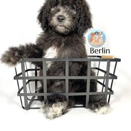 Aussiedoodle and Goldendoodle Puppies from Dandy Doodle Ranch