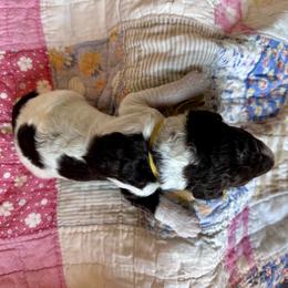 Boy 2 - male Poodle puppy in Mc Kinney, Texas from Kenney kennels